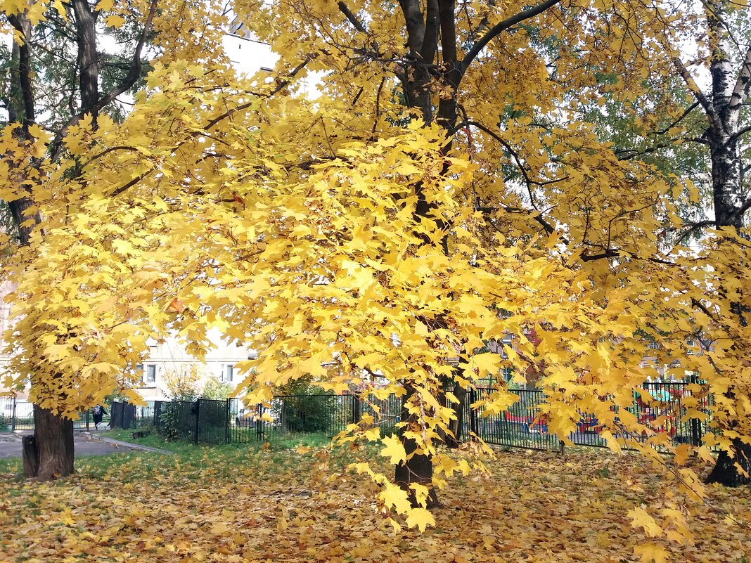 Клёны выкрасили город... - Galina Solovova