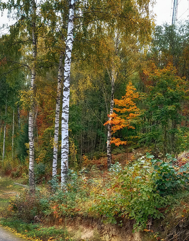 Территория лыжной школы по подготовке олимпийского резерва, Юкки, СПб. Осень. - Лилия *