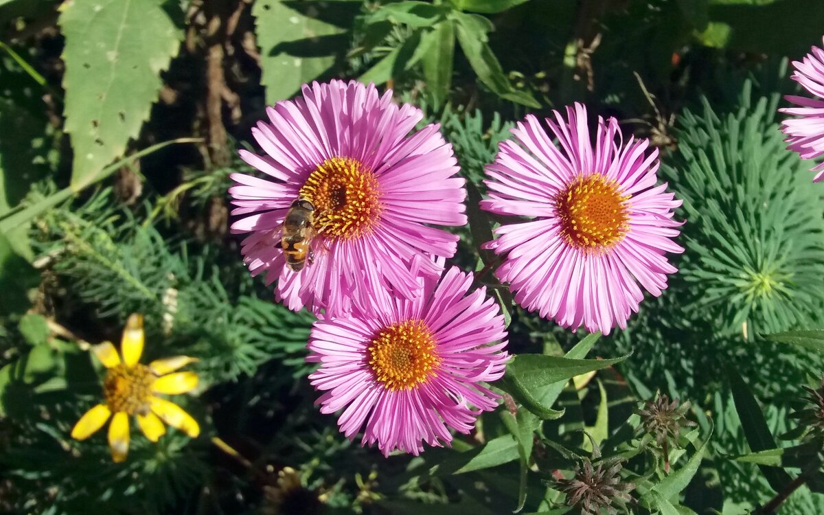 Три цветочка -первый день октября - Galina Solovova Три цветочка -первый день октября - Galina Solovova