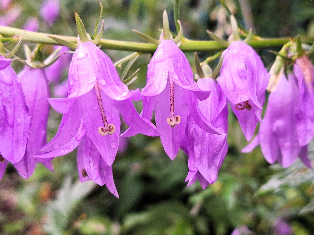 колокольчики - Наталья 