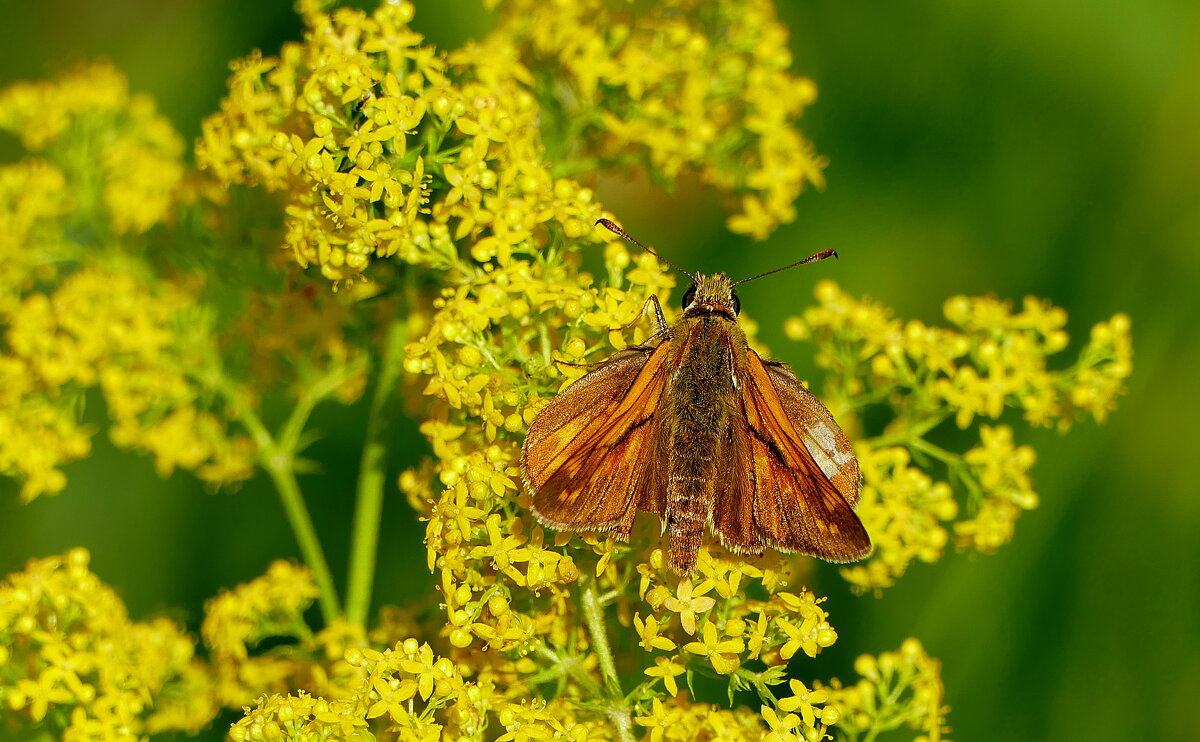 опять бабочки 23 - Александр Прокудин