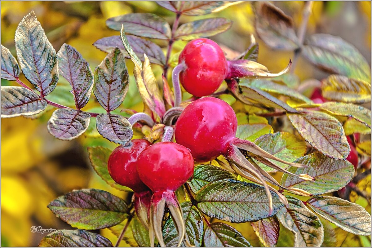Осенние плоды. - Aquarius - Сергей