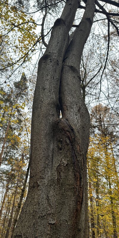 Деревья 1 - Анна Рамун