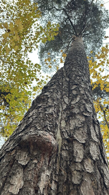 Деревья 3 - Анна Рамун