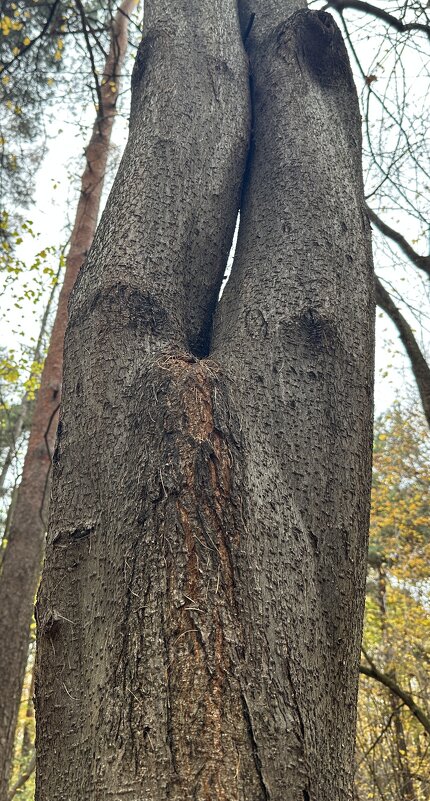 Дерево 3 - Анна Рамун