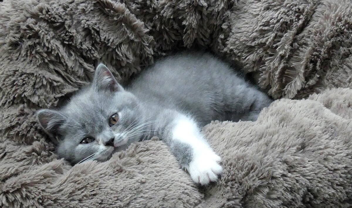 Из жизни котят(серия) - Владимир Манкер Из жизни котят(серия) - Владимир Манкер