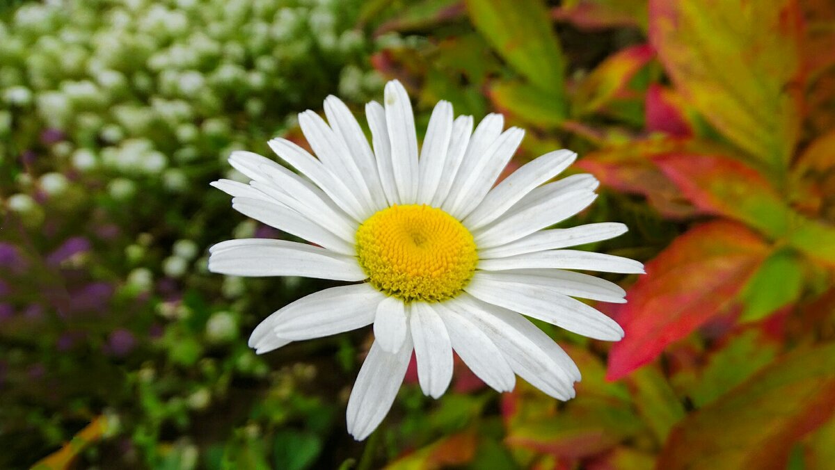 Ромашка на городской клумбе в октябре. - Милешкин Владимир Алексеевич Ромашка на городской клумбе в октябре. - Милешкин Владимир Алексеевич