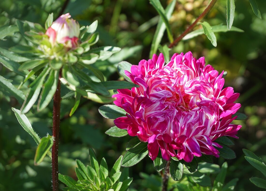 Цветы осени - Ольга Цветы осени - Ольга