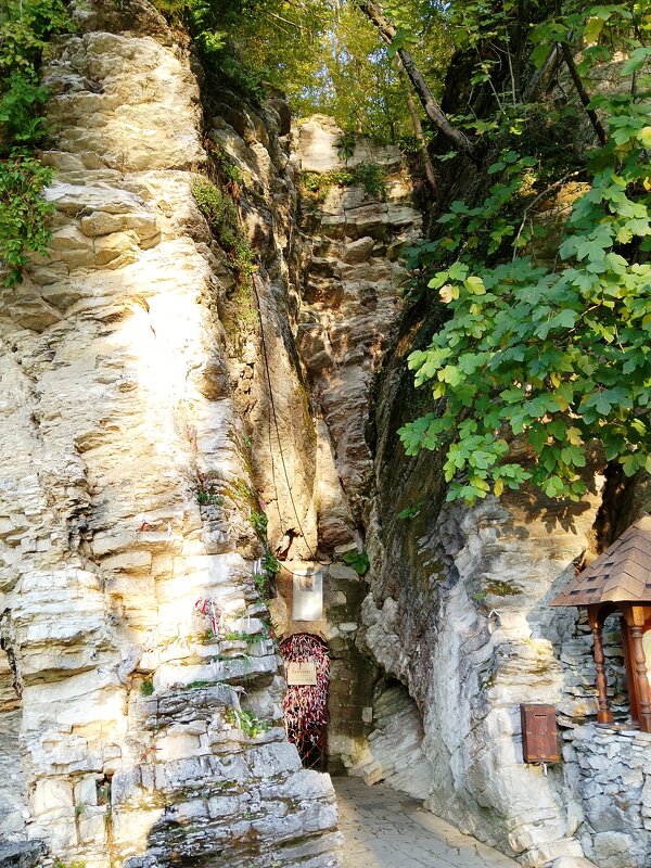 МАЦЕСТА - Tata Wolf