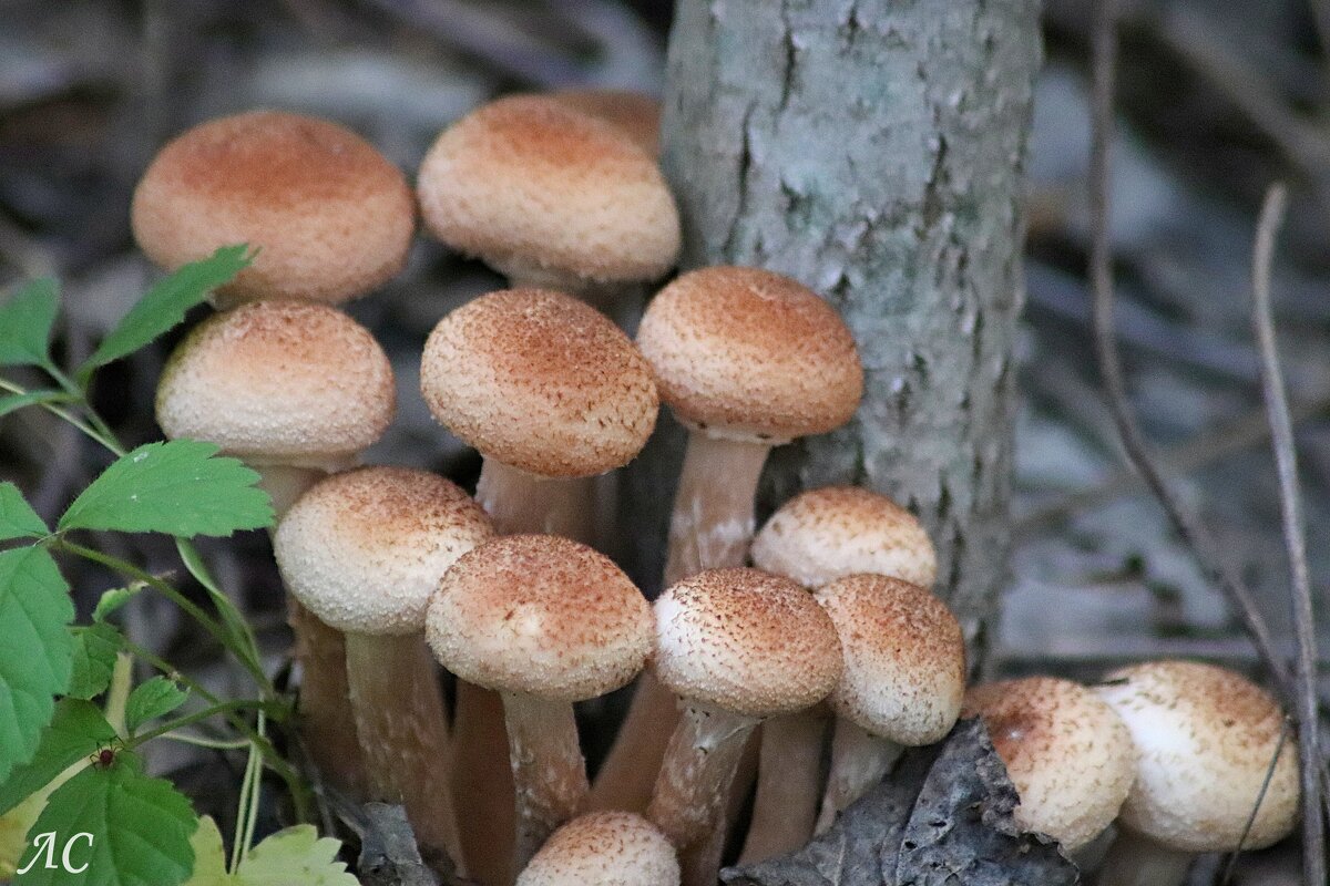 Опята собрать хватит часа... - Любовь Сахарова