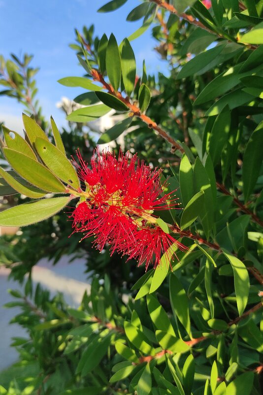 Каллистемон - Татьяна Лютаева