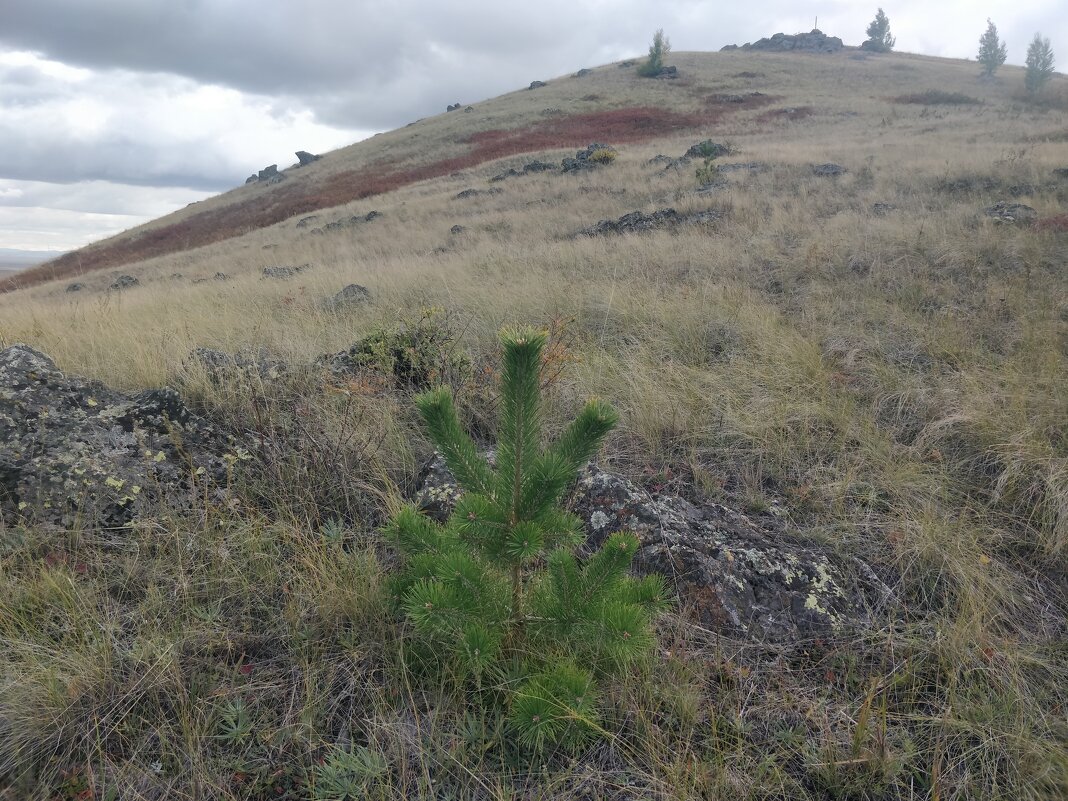 Сосенка карабкается к вершине... - Андрей Хлопонин