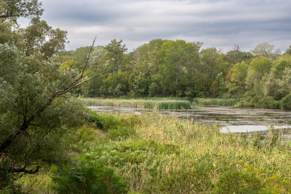 Зарастает озеро - Игорь Сикорский