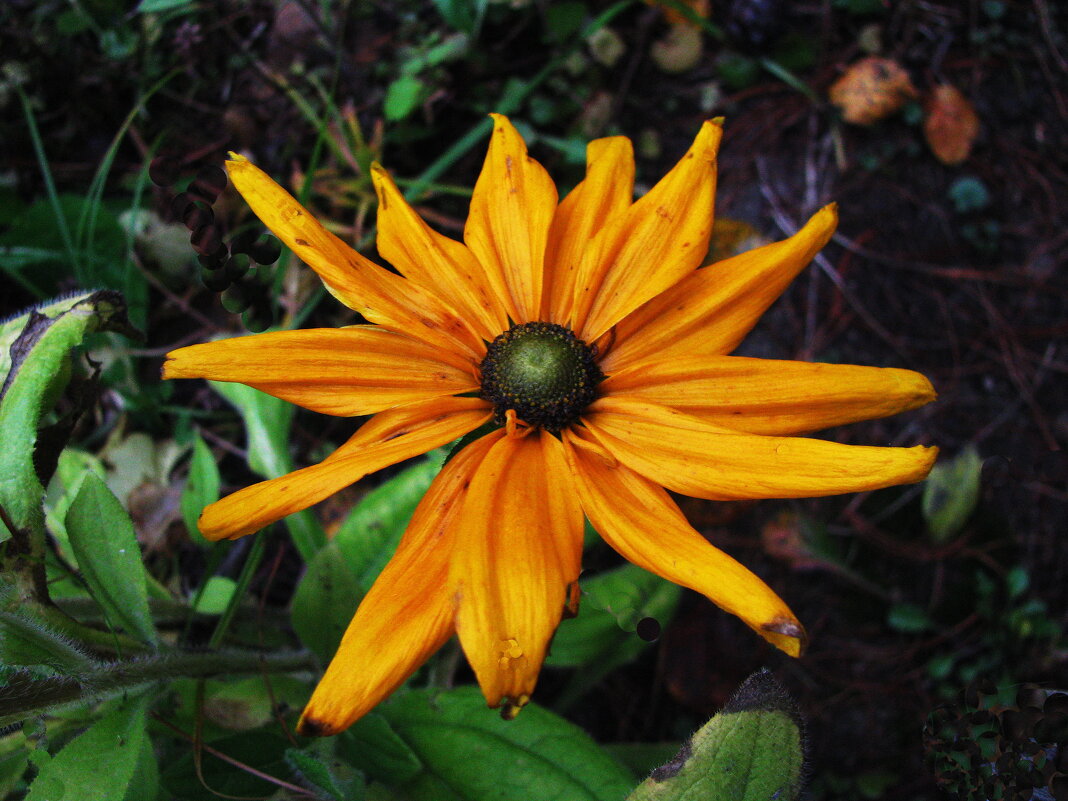 Зеленоглазая красавица - Людмила Смородинская