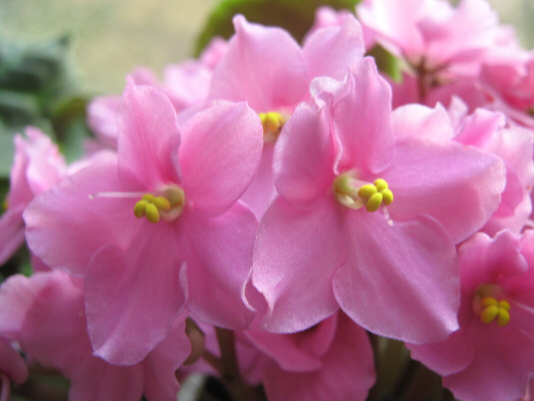 Розовая нежность - Елена Семигина