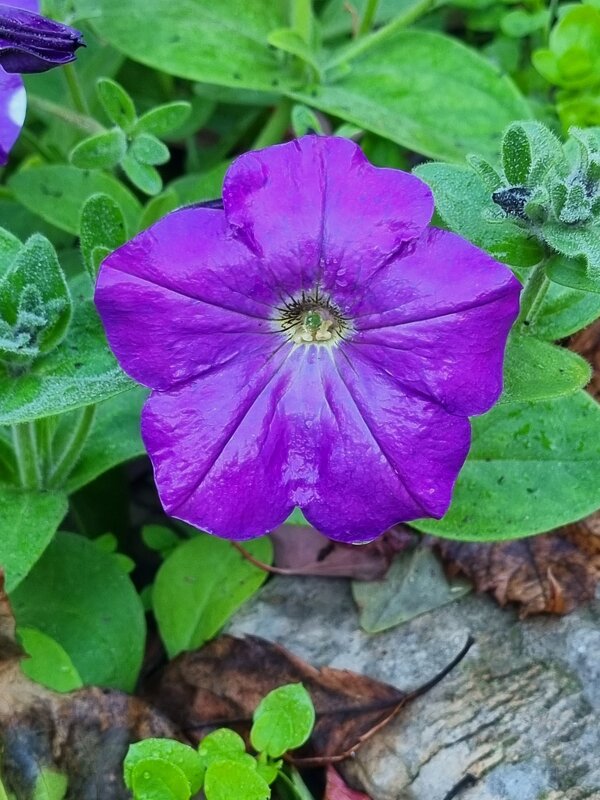 Утренний дождик - Наталья 