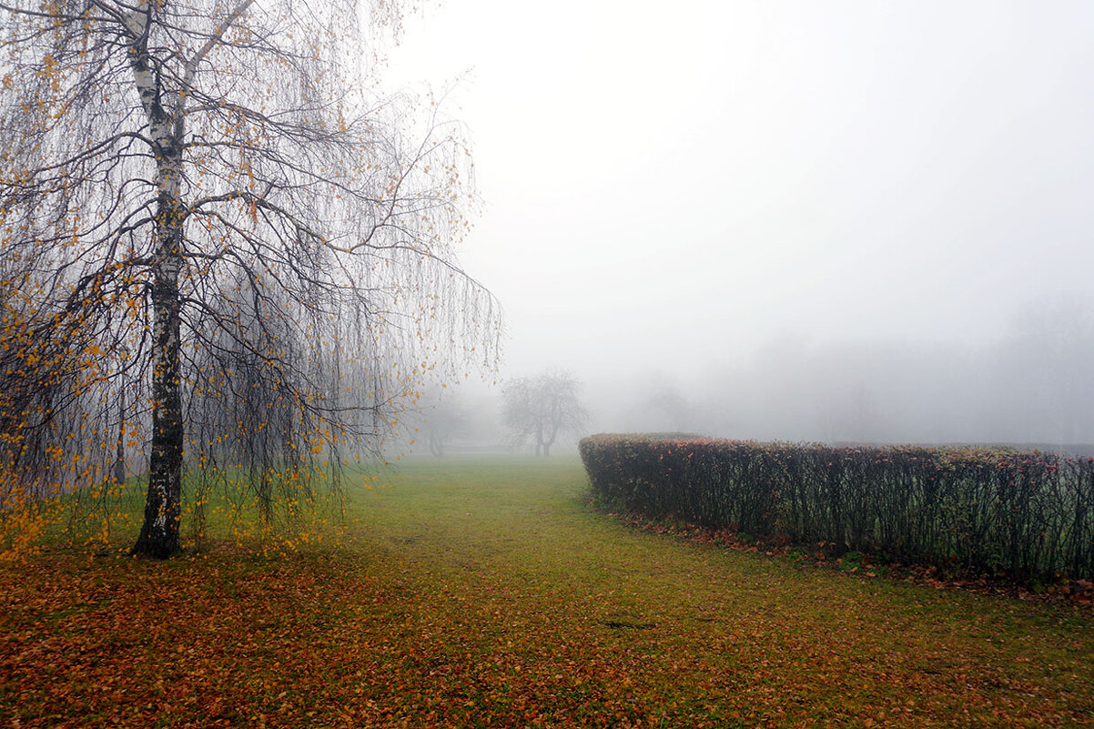 Туман - Лариса Корж