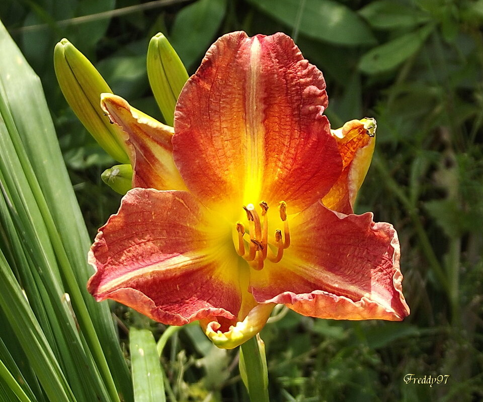 Лилейник - Freddy 97