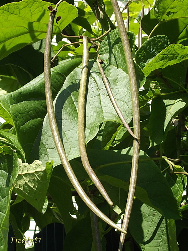 Стручки катальпы - Freddy 97