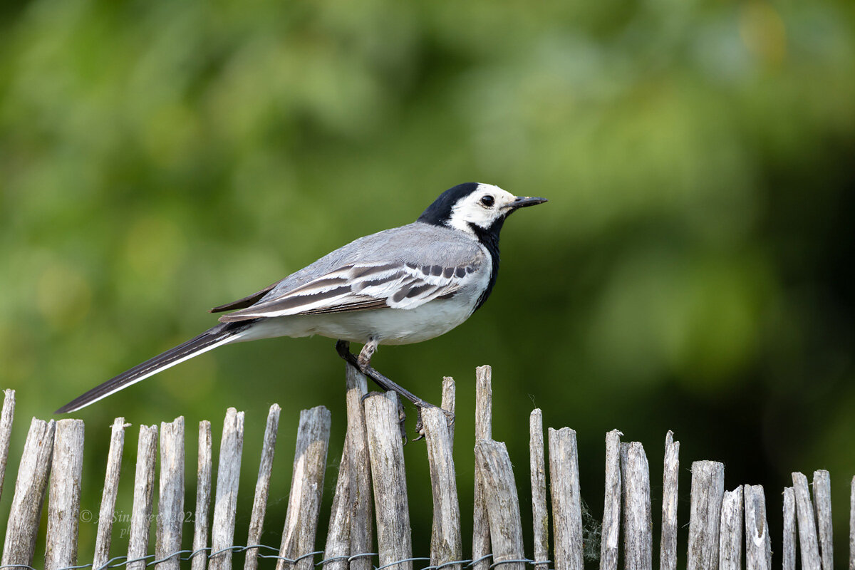 Белая трясогузка - Александр Синдерёв