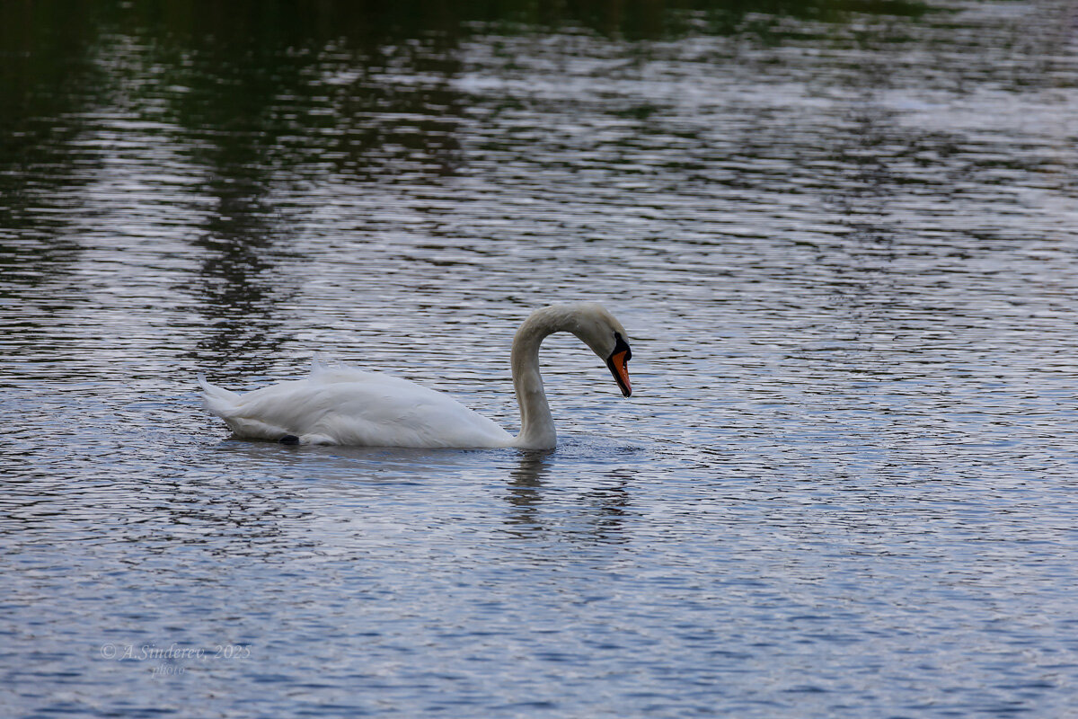 Лебедь - Александр Синдерёв