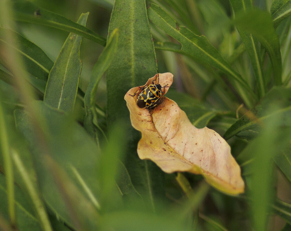 Клопик - Светлана Тихонина Клопик - Светлана Тихонина