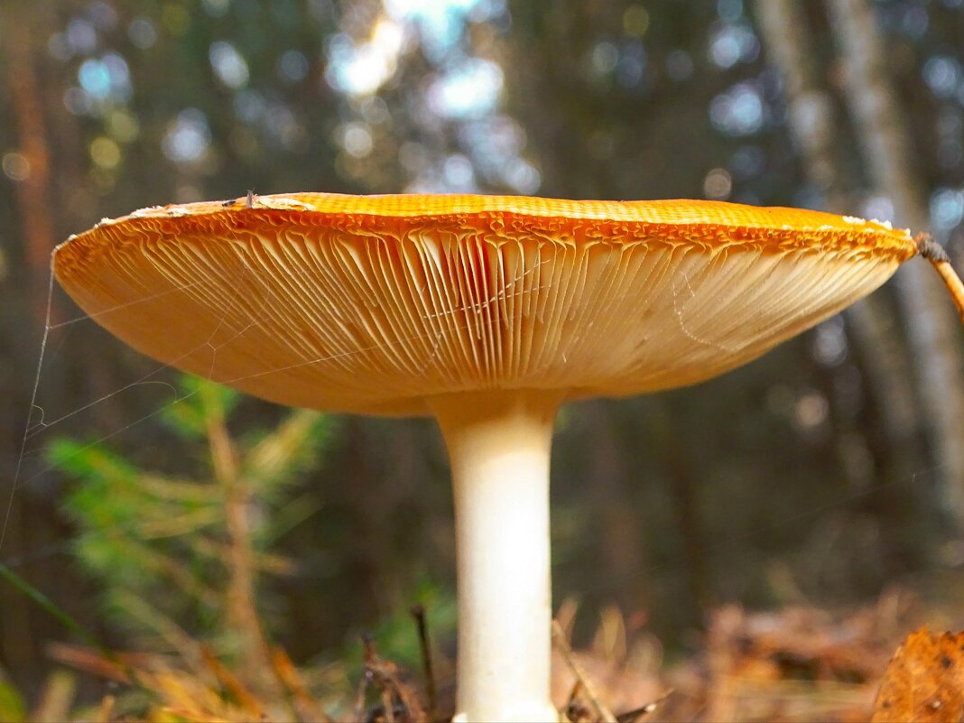 Поганка - Татьяна Венцель