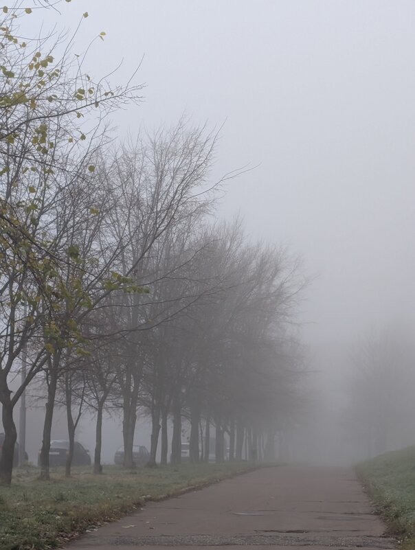 Туманное утро - Анастасия Логинова