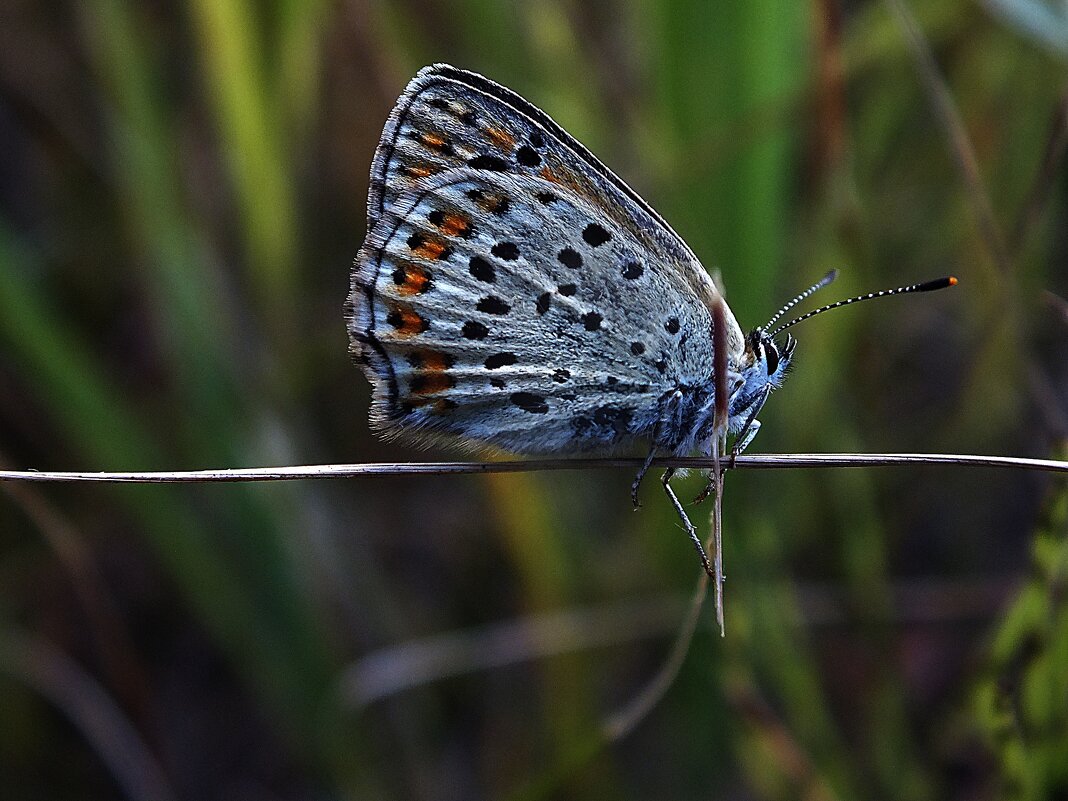 ** - Зоя Мишина
