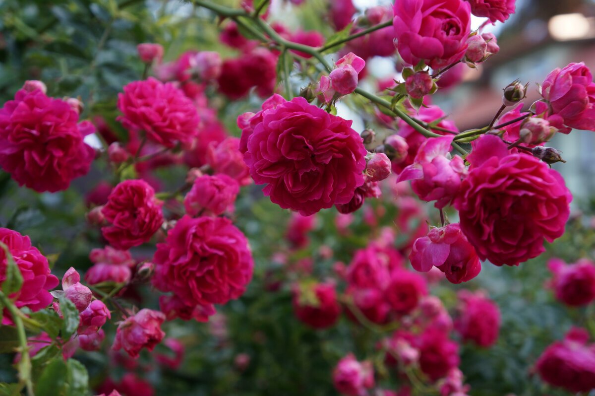 * * * - Алёна Савина