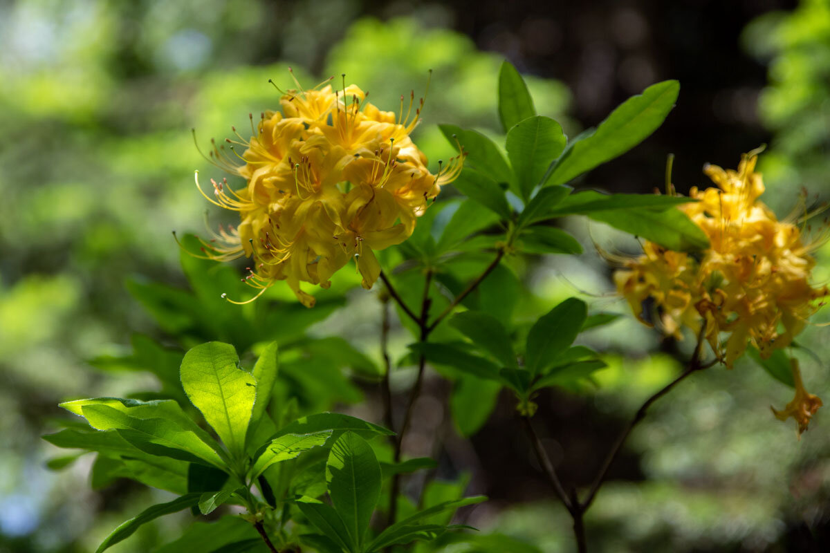 Рододендроны в горах. - Дина Евсеева