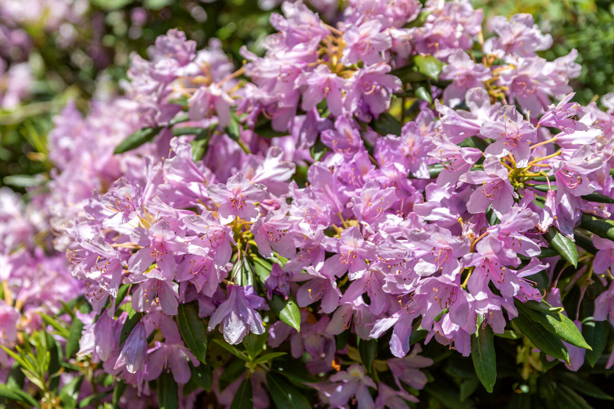 Рододендроны в горах. - Дина Евсеева