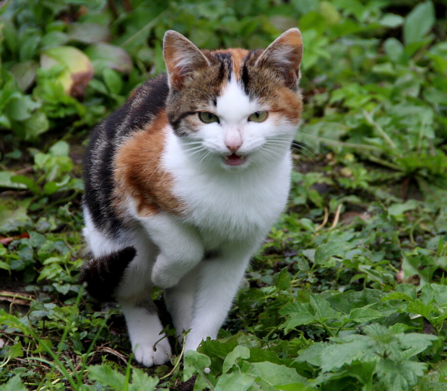 Кошечка! - жанна нечаева