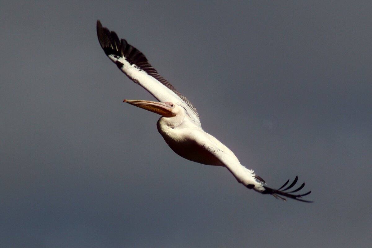 Парящий пеликан - Юрий. Шмаков