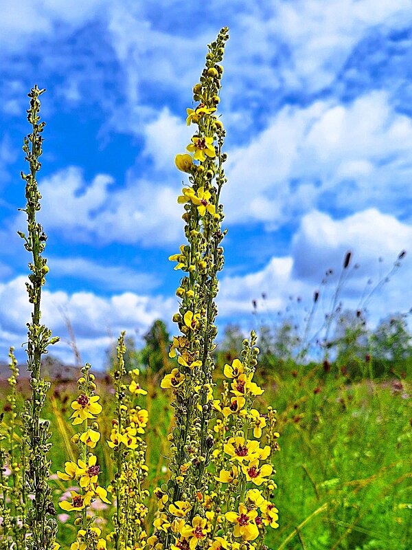 Златоцвет - Hope 