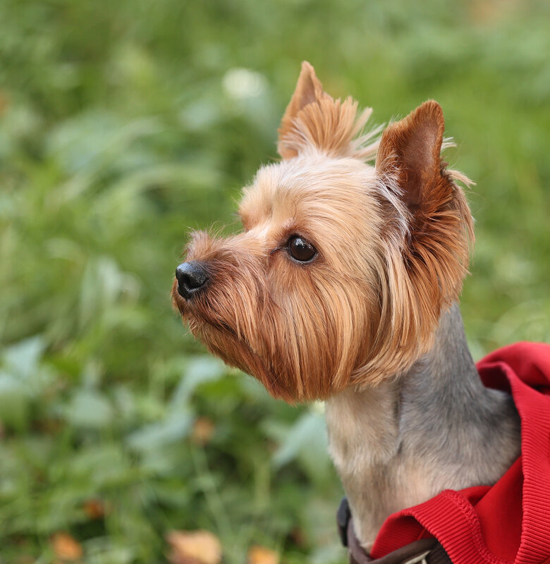 Портрет - Анатолий Шумилин