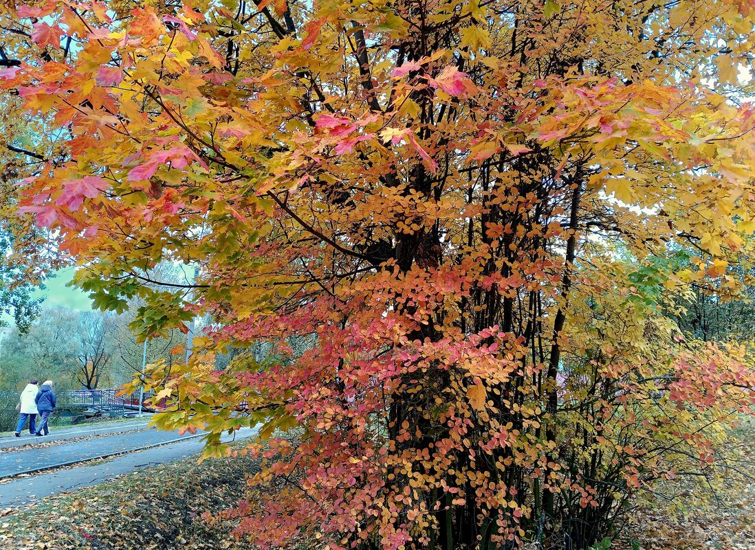 По дорогам осени... - Мария Васильева
