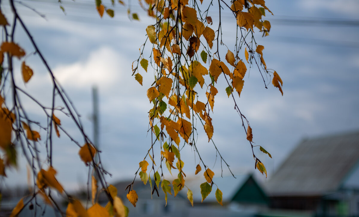 Последние листья - Владимир Иванович