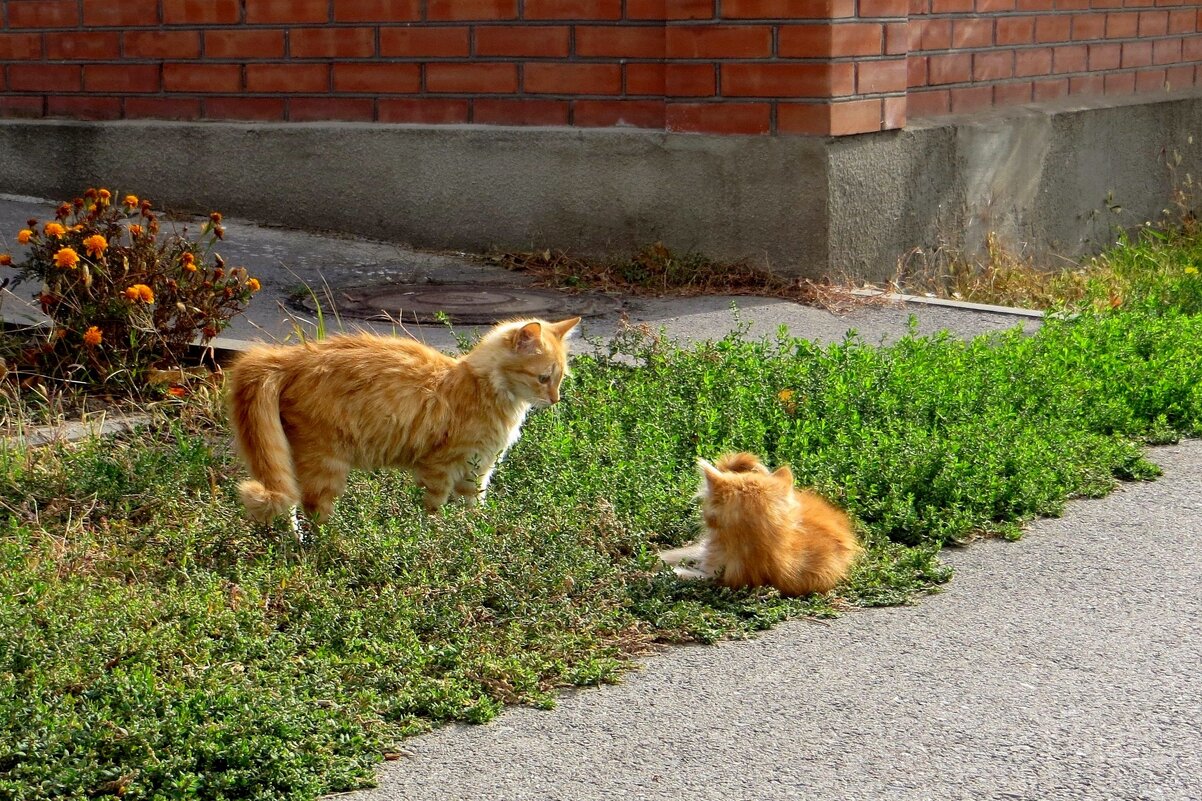 Игры на травке - Татьяна Смоляниченко Игры на травке - Татьяна Смоляниченко