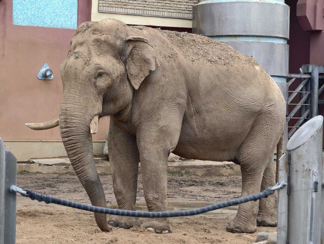 Слон - <<< Наташа >>>