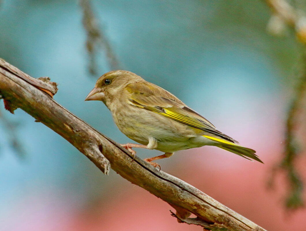 зеленушка - Andrey Bragin зеленушка - Andrey Bragin