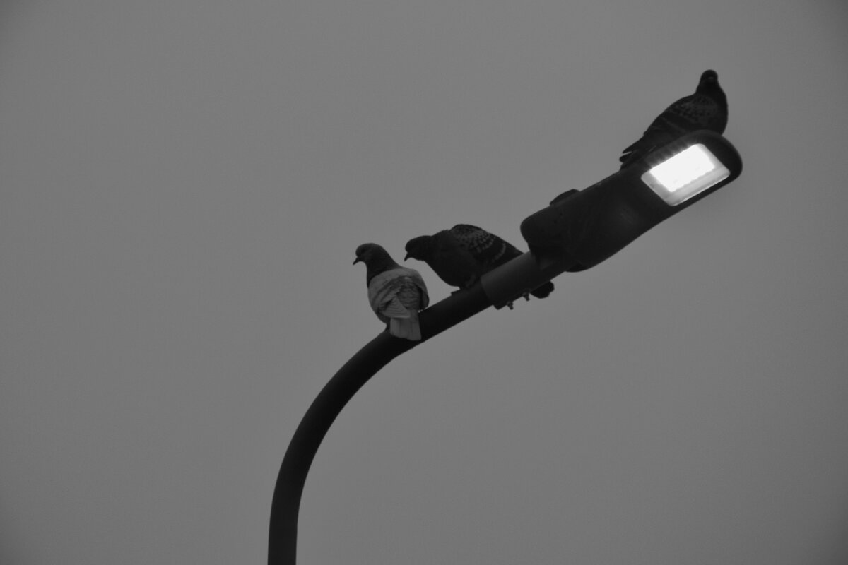 Собрание птиц - Мария Яковлева