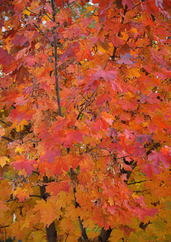 Красные листья клёна - Татьяна Машошина