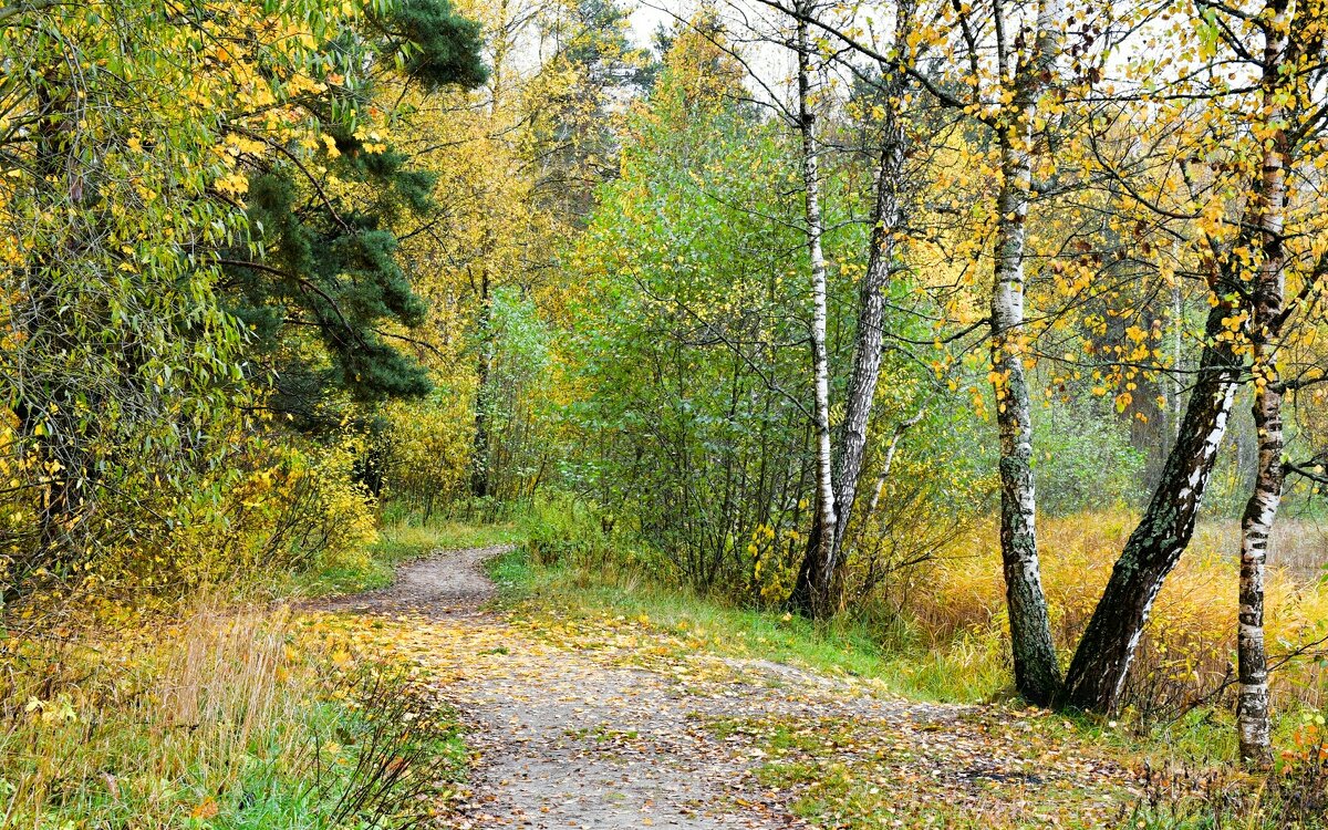 Дождь не на долго перестал (репортаж из поездок по области. - Милешкин Владимир Алексеевич 