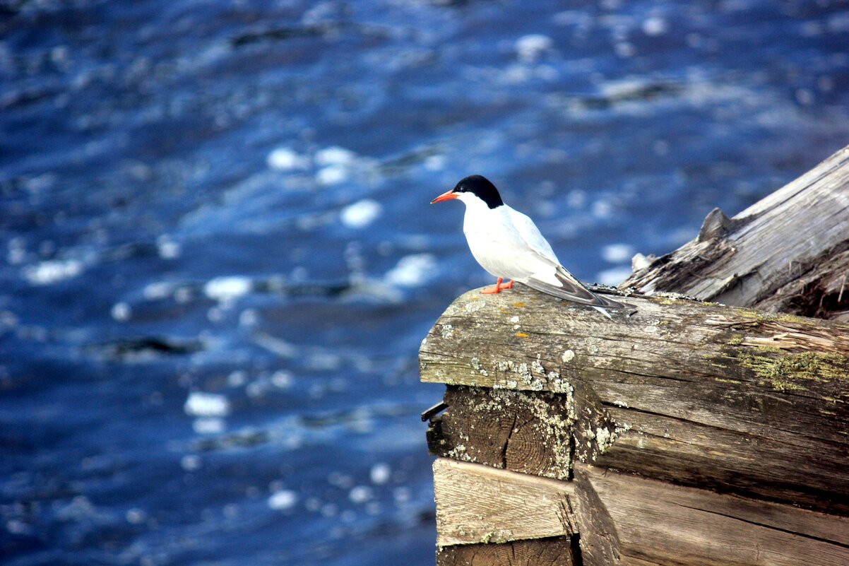 Речная крачка, - Сергей Кочнев
