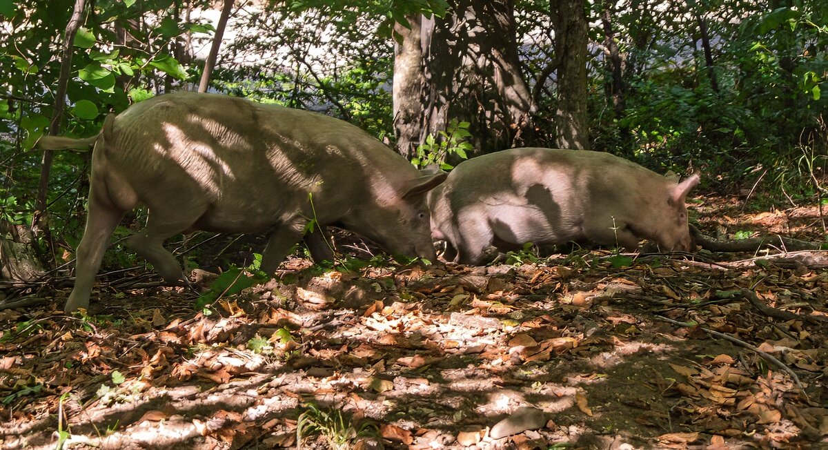 Живность на территории мужского монастыря - Игорь Сикорский