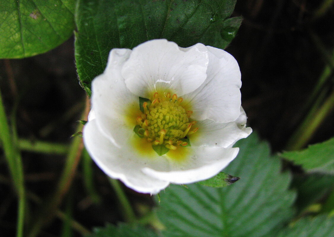 Земляника зацветает в октябре - Людмила Смородинская Земляника зацветает в октябре - Людмила Смородинская