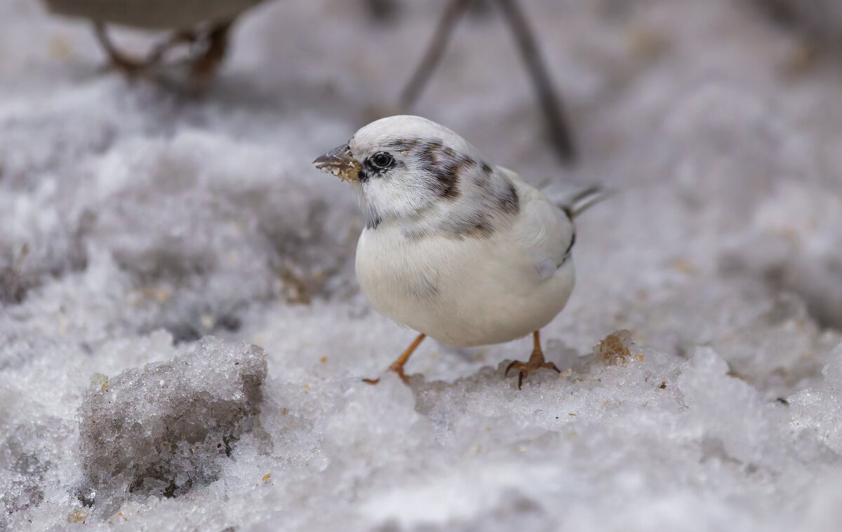 з жизни воробьев.белый воробей. - юрий макаров з жизни воробьев.белый воробей. - юрий макаров