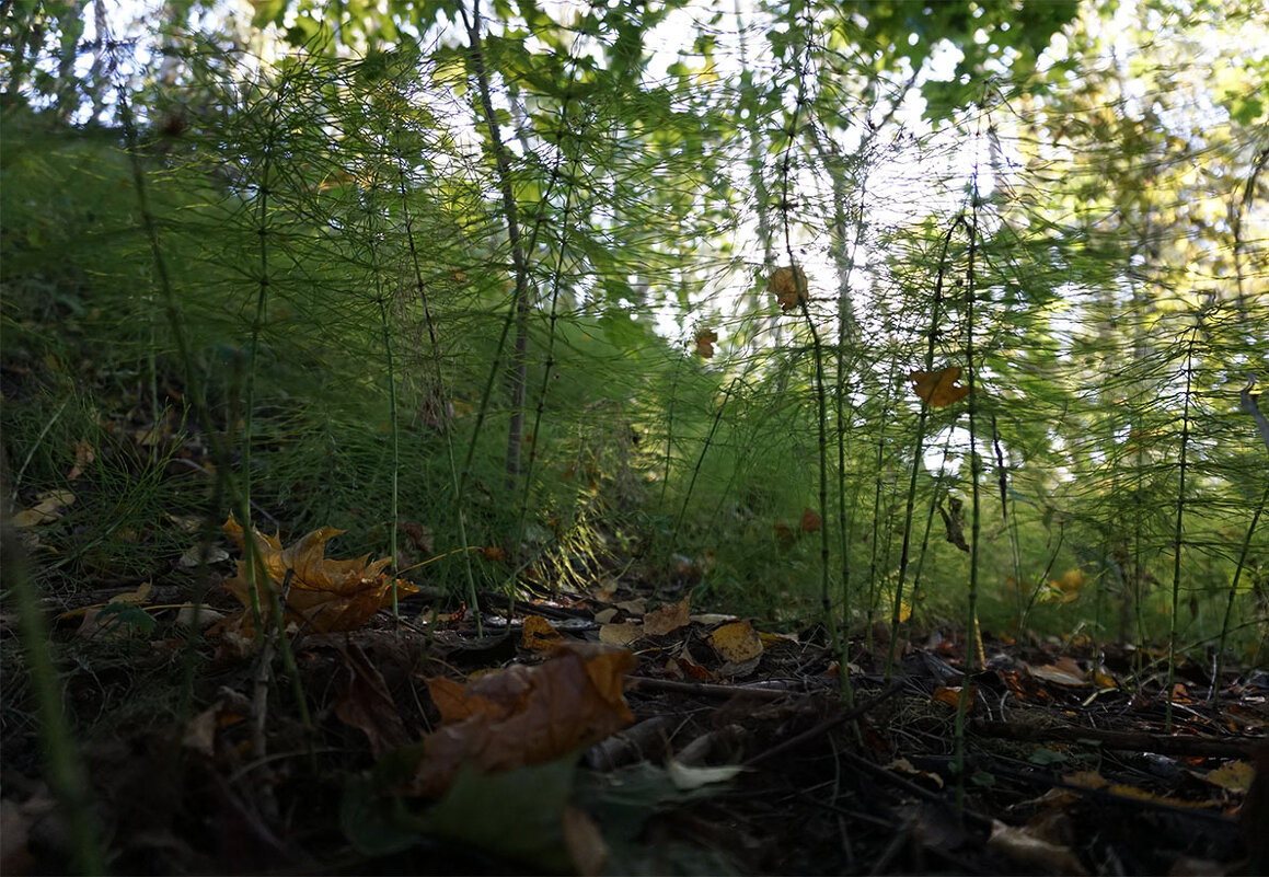 Былинки-травинки - Лариса Корж Былинки-травинки - Лариса Корж