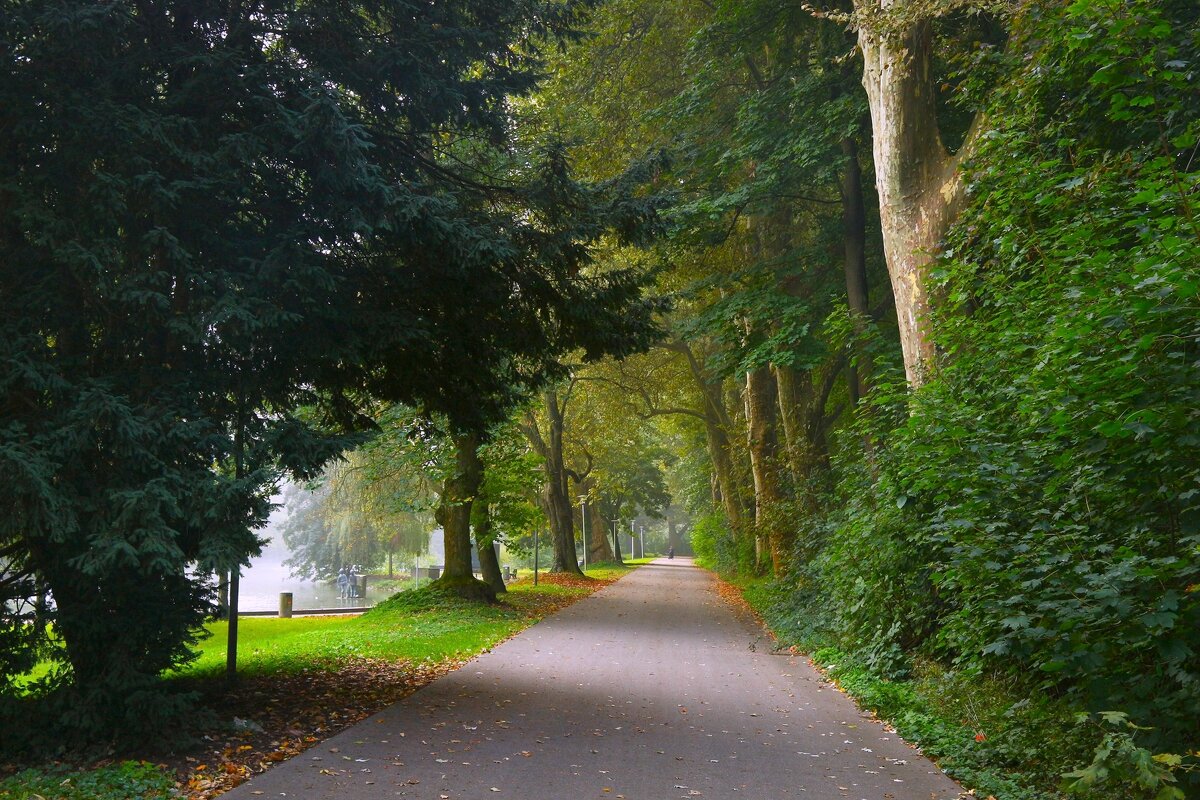 Осенняя аллея - Юрий. Шмаков